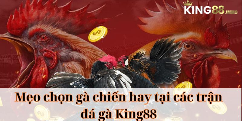 Mẹo chọn gà chiến hay tại các trận đá gà King88