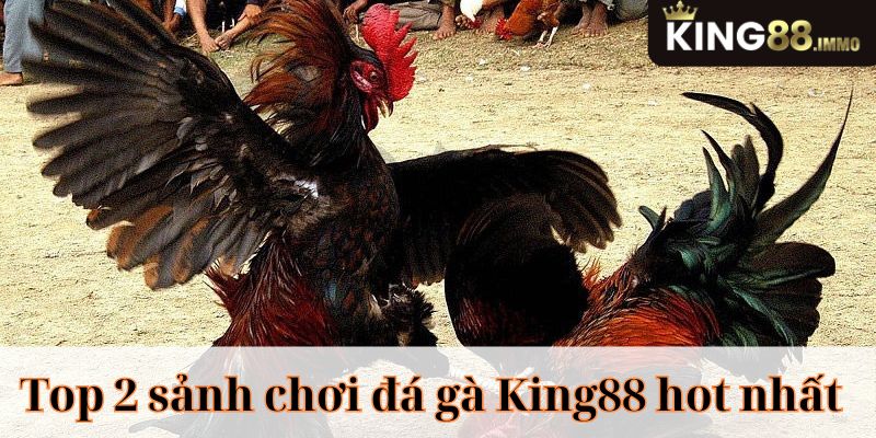 Top 2 sảnh chơi đá gà King88 hot nhất